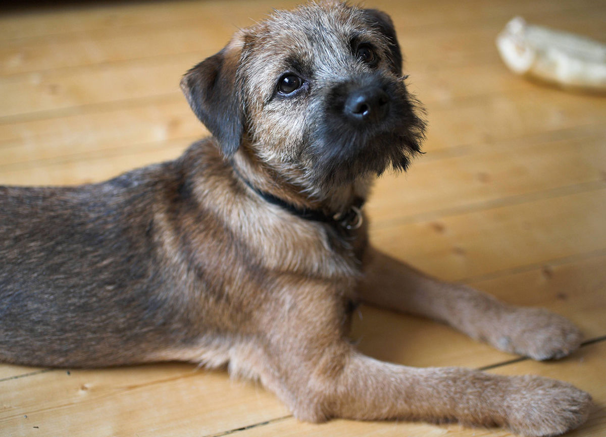Border Terrier